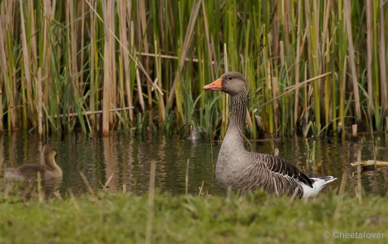 _DSC4703-2.JPG - OostvaardersplassenGrauwe Gans