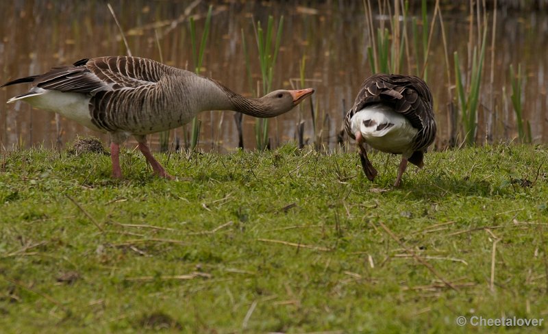 _DSC4708-2.JPG - OostvaardersplassenGrauwe Gans