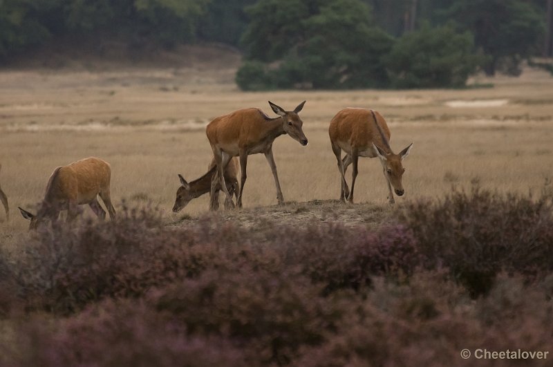 _DSC2778.JPG - Park de Hoge Veluwe, Bronstijd