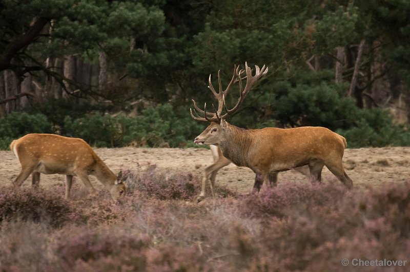 _DSC2789.JPG - Park de Hoge Veluwe, Bronstijd