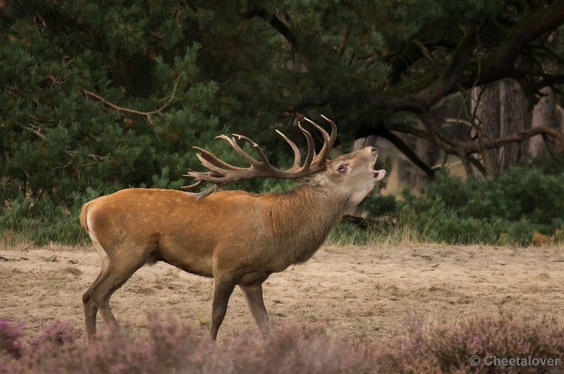 _DSC2839.JPG - Park de Hoge Veluwe, Bronstijd