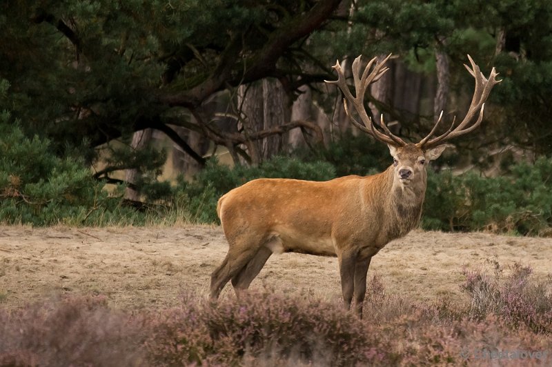 _DSC2848.JPG - Park de Hoge Veluwe, Bronstijd