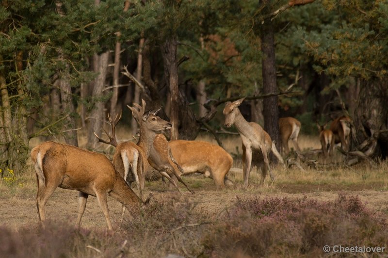 _DSC2923.JPG - Park de Hoge Veluwe, Bronstijd