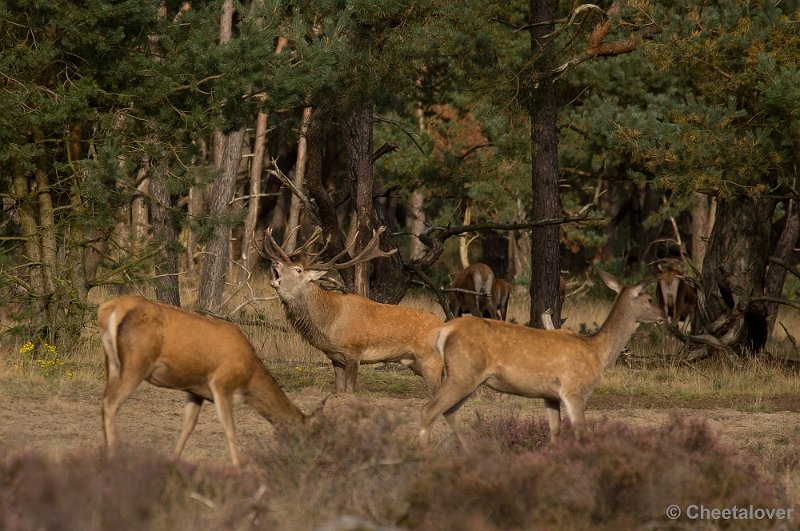 _DSC2931.JPG - Park de Hoge Veluwe, Bronstijd