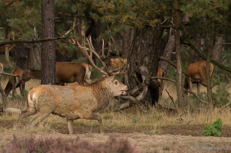 _DSC2935.JPG - Park de Hoge Veluwe, Bronstijd