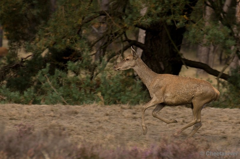 _DSC2950.JPG - Park de Hoge Veluwe, Bronstijd