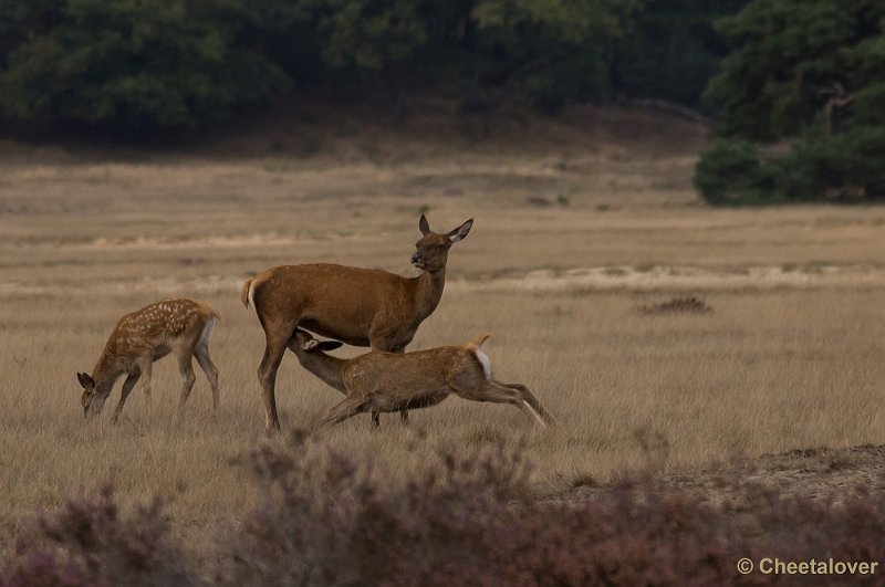 _DSC2974.JPG - Park de Hoge Veluwe, Bronstijd