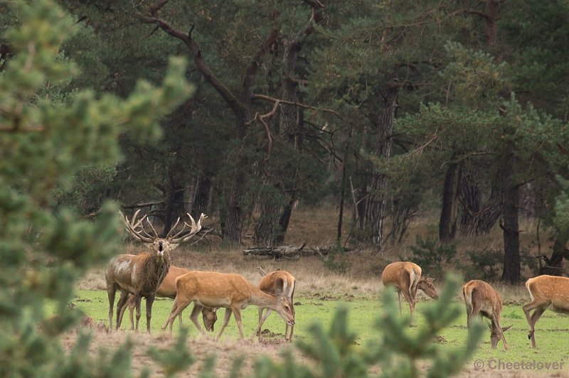 _DSC2981.JPG - Park de Hoge Veluwe, Bronstijd