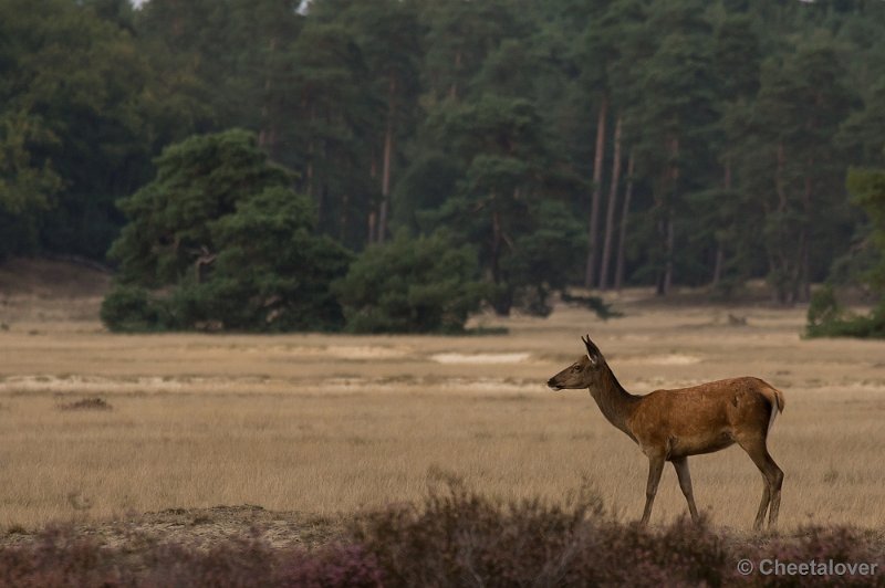 _DSC2989.JPG - Park de Hoge Veluwe, Bronstijd