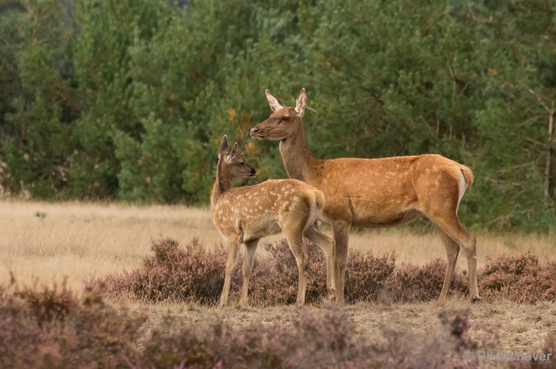 _DSC2992.JPG - Park de Hoge Veluwe, Bronstijd