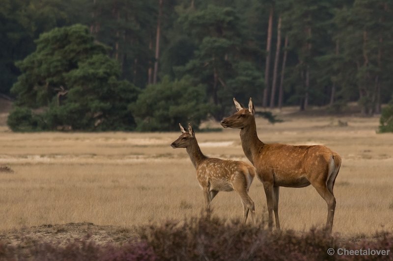 _DSC2994.JPG - Park de Hoge Veluwe, Bronstijd