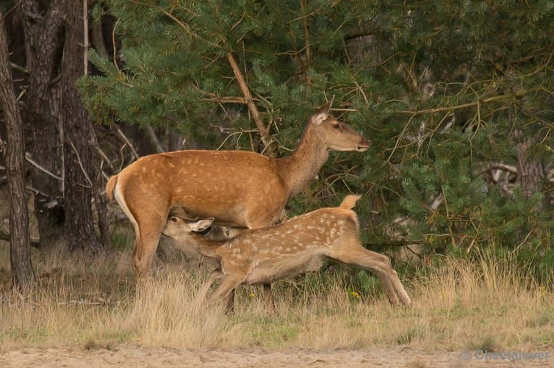 _DSC3014.JPG - Park de Hoge Veluwe, Bronstijd