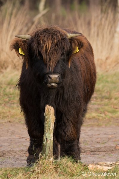 _DSC2003.JPG - Huis ter Heide