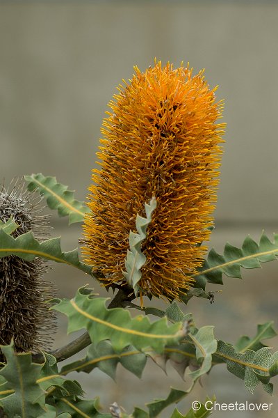 _DSC9354.JPG - Aurstralische tuin Merrigum