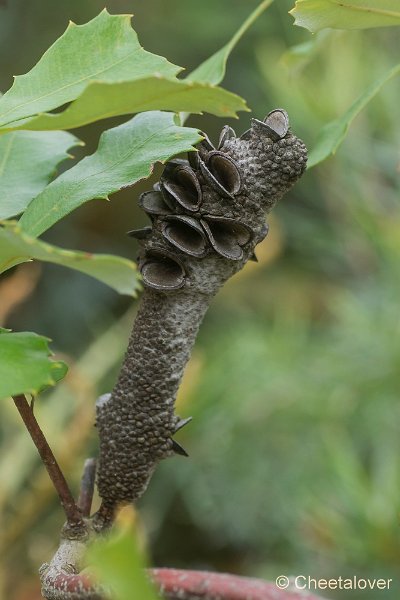 _DSC9427.JPG - Aurstralische tuin Merrigum