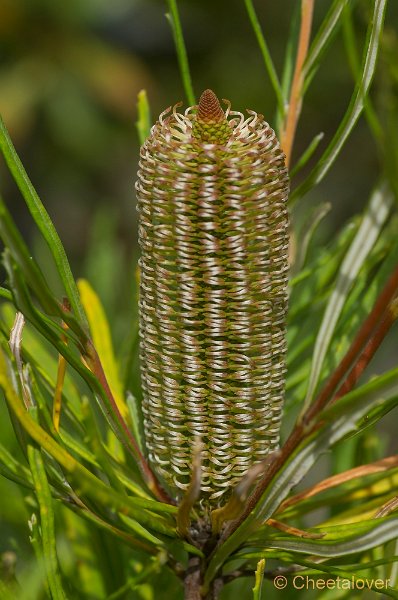 _DSC9439.JPG - Aurstralische tuin Merrigum