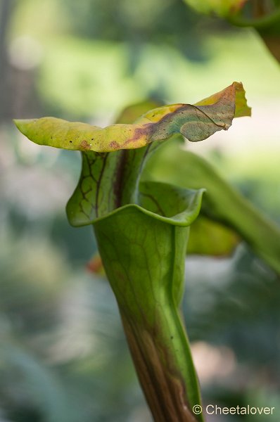 _DSC9517.JPG - Aurstralische tuin Merrigum