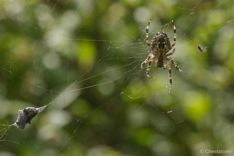 _DSC9526.JPG - Aurstralische tuin Merrigum