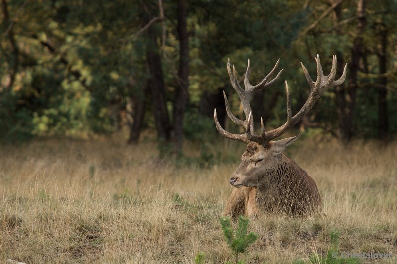 _DSC0249.JPG - Park de Hoge Veluwe