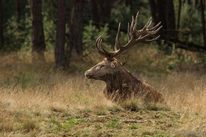 _DSC0254.JPG - Park de Hoge Veluwe