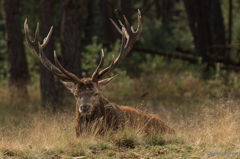 _DSC0263.JPG - Park de Hoge Veluwe