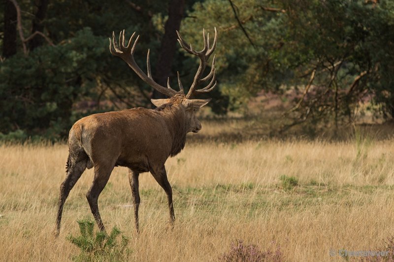 _DSC0268.JPG - Park de Hoge Veluwe