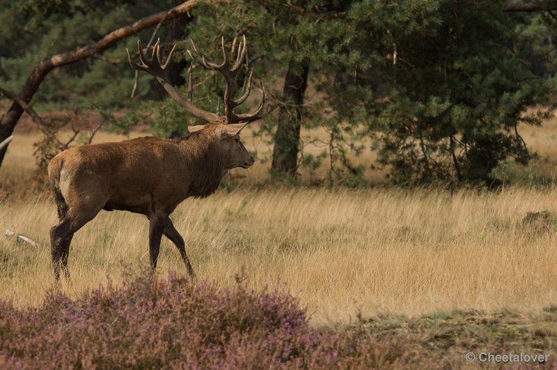 _DSC0271.JPG - Park de Hoge Veluwe