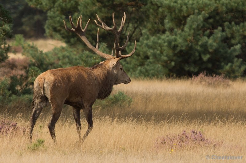 _DSC0273.JPG - Park de Hoge Veluwe