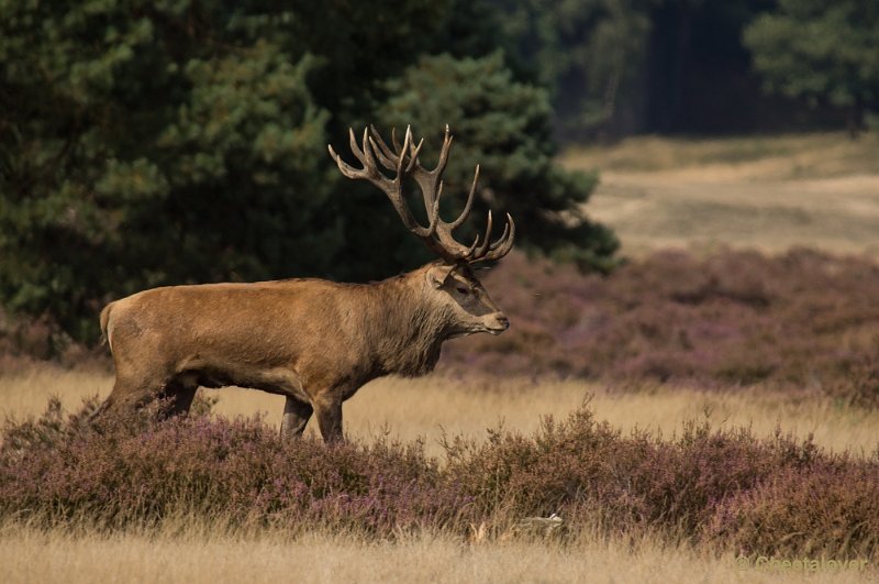 _DSC0274.JPG - Park de Hoge Veluwe