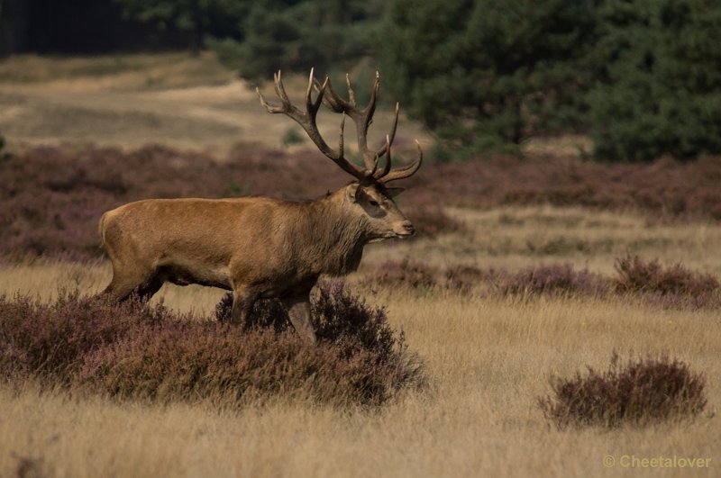 _DSC0275.JPG - Park de Hoge Veluwe