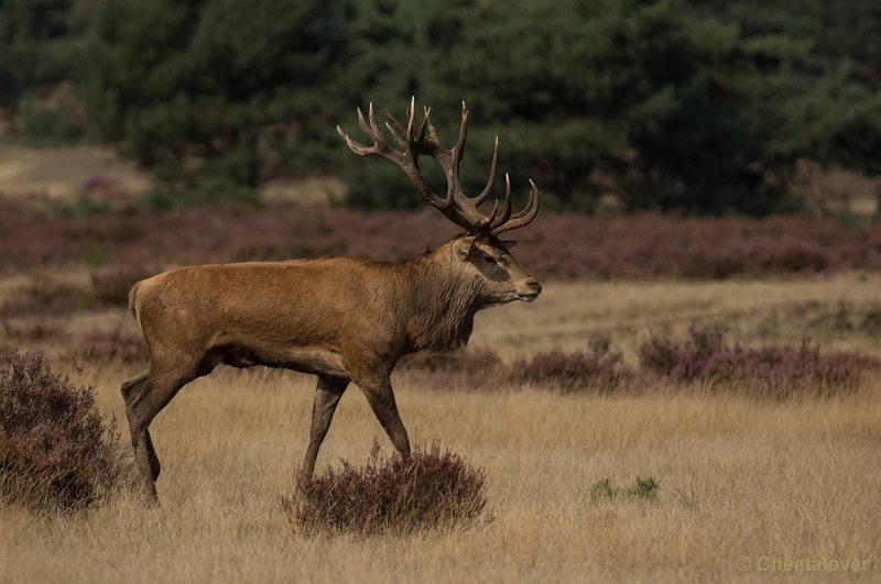 _DSC0276.JPG - Park de Hoge Veluwe