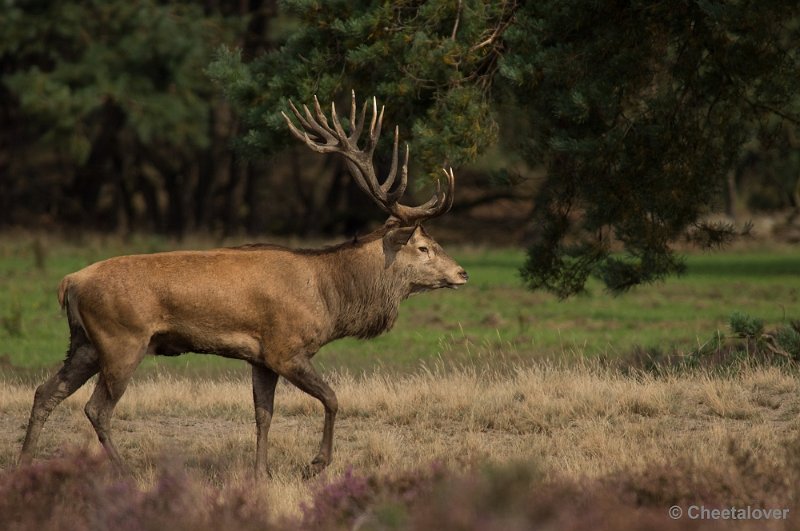 _DSC0284.JPG - Park de Hoge Veluwe