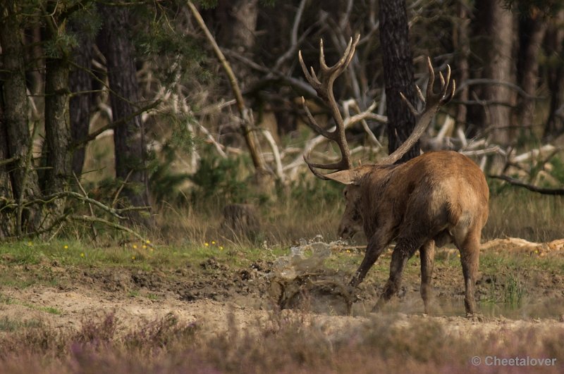 _DSC0287.JPG - Park de Hoge Veluwe