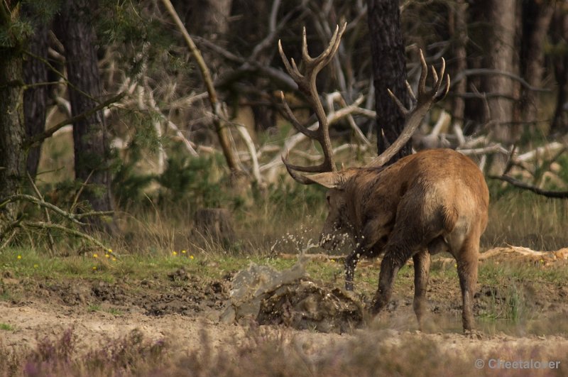 _DSC0288.JPG - Park de Hoge Veluwe