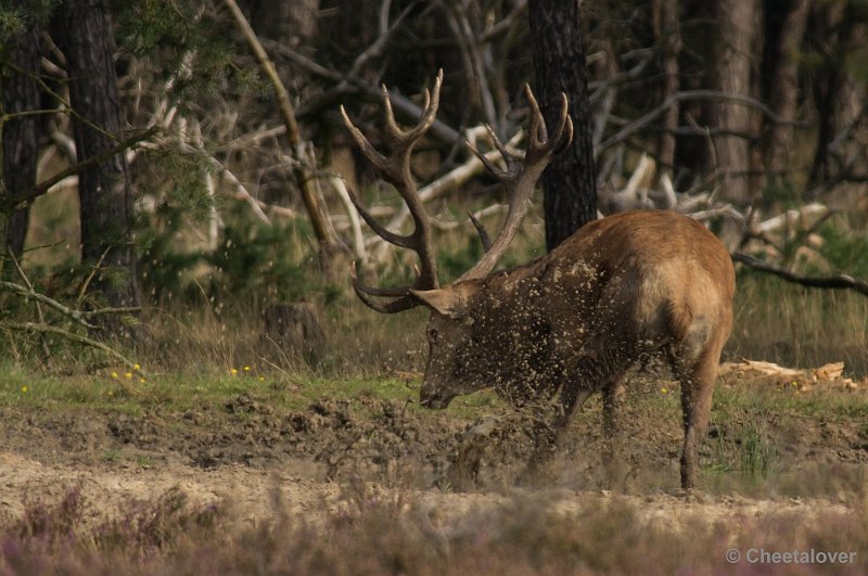 _DSC0289.JPG - Park de Hoge Veluwe