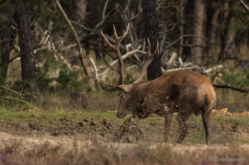 _DSC0293.JPG - Park de Hoge Veluwe