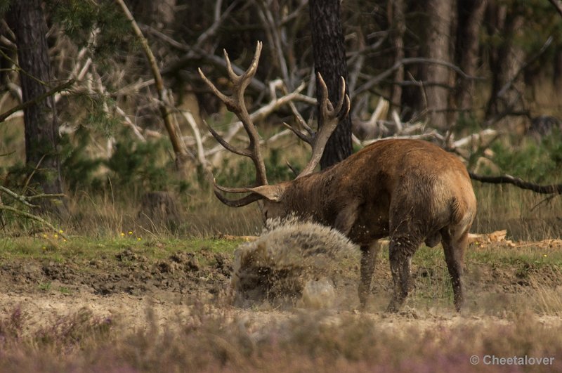 _DSC0295.JPG - Park de Hoge Veluwe