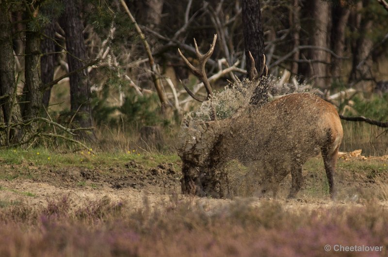 _DSC0296.JPG - Park de Hoge Veluwe