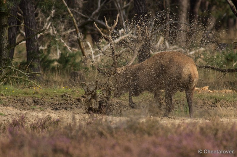 _DSC0297.JPG - Park de Hoge Veluwe