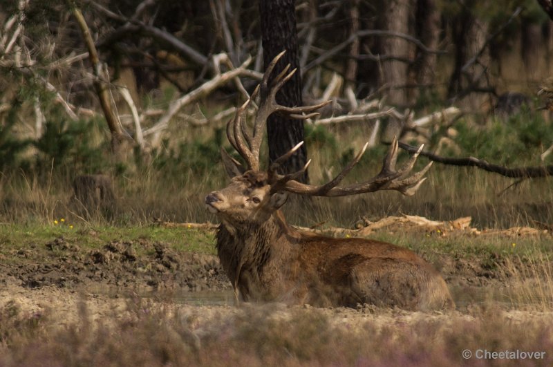 _DSC0300.JPG - Park de Hoge Veluwe