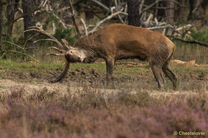 _DSC0306.JPG - Park de Hoge Veluwe