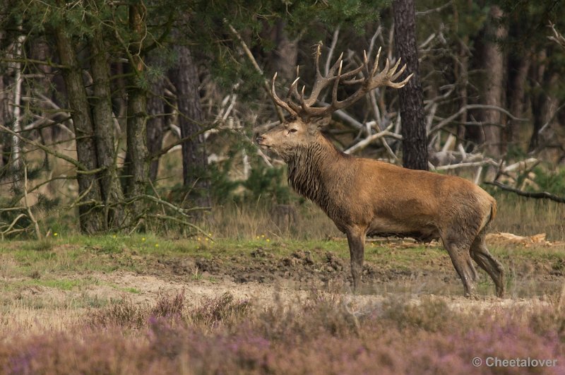 _DSC0308.JPG - Park de Hoge Veluwe