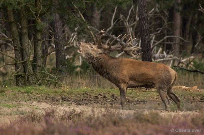 _DSC0318.JPG - Park de Hoge Veluwe