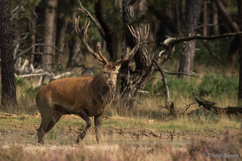 _DSC0325.JPG - Park de Hoge Veluwe