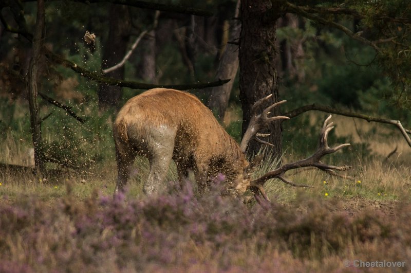 _DSC0340.JPG - Park de Hoge Veluwe