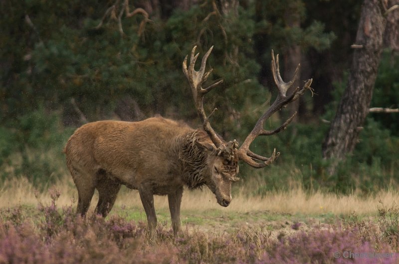 _DSC0353.JPG - Park de Hoge Veluwe