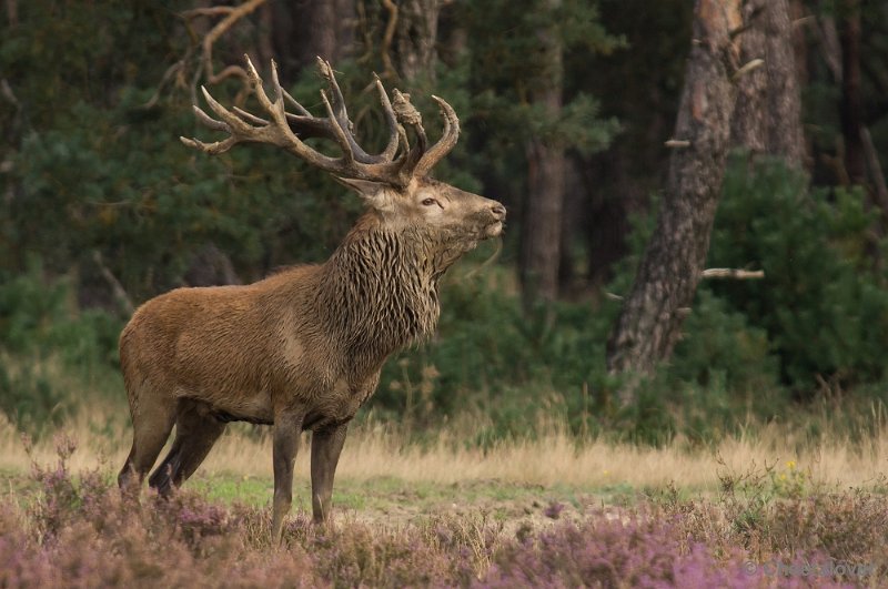 _DSC0356.JPG - Park de Hoge Veluwe