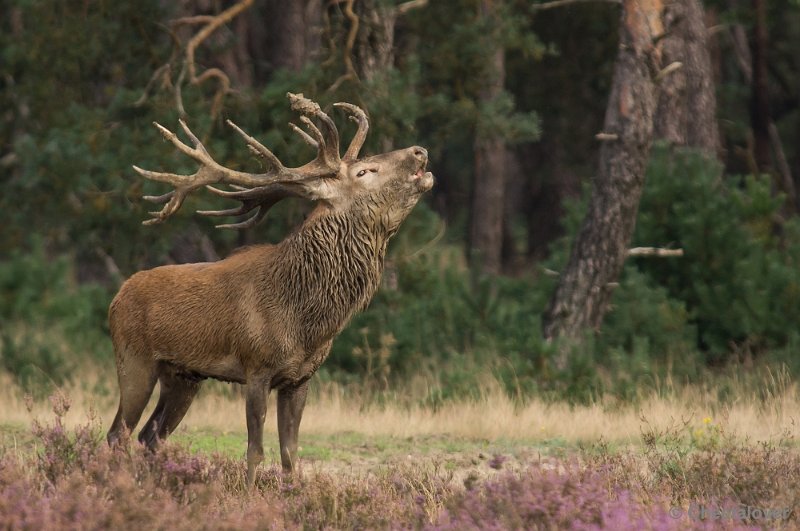 _DSC0363.JPG - Park de Hoge Veluwe