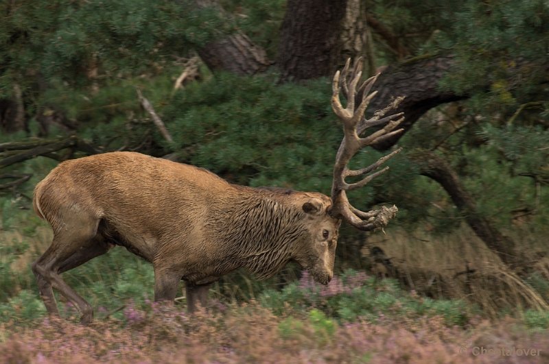 _DSC0365.JPG - Park de Hoge Veluwe