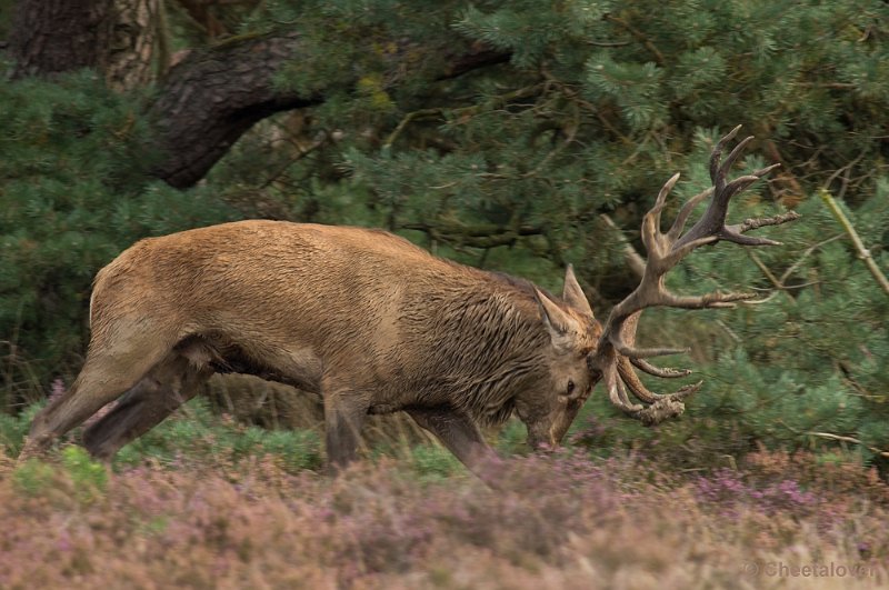 _DSC0368.JPG - Park de Hoge Veluwe